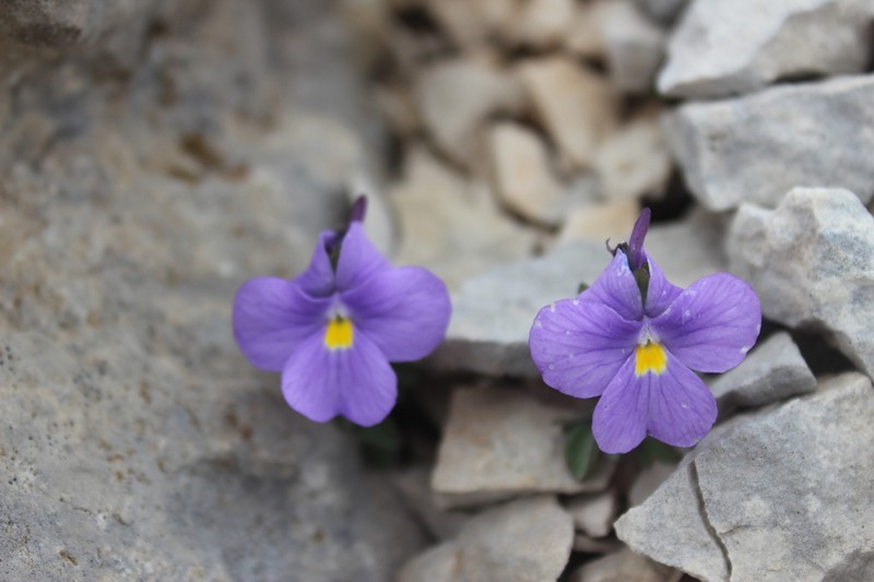 Viola magellensis photo 4