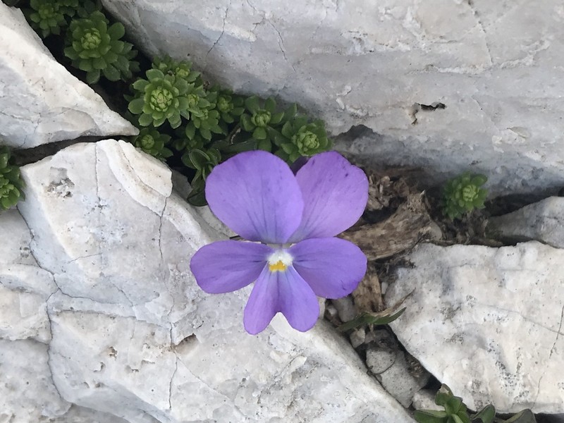 Viola magellensis photo 5