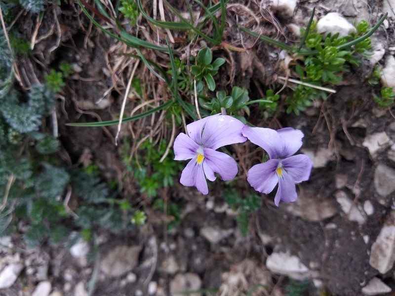 Viola magellensis photo 6
