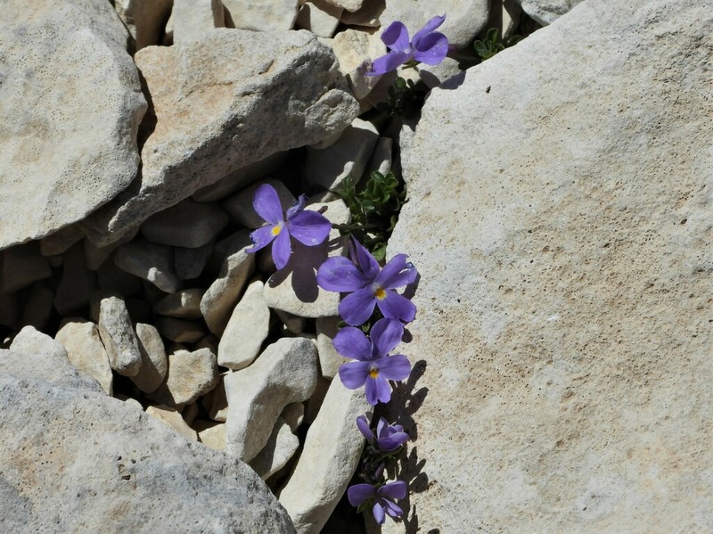 Viola magellensis photo 7