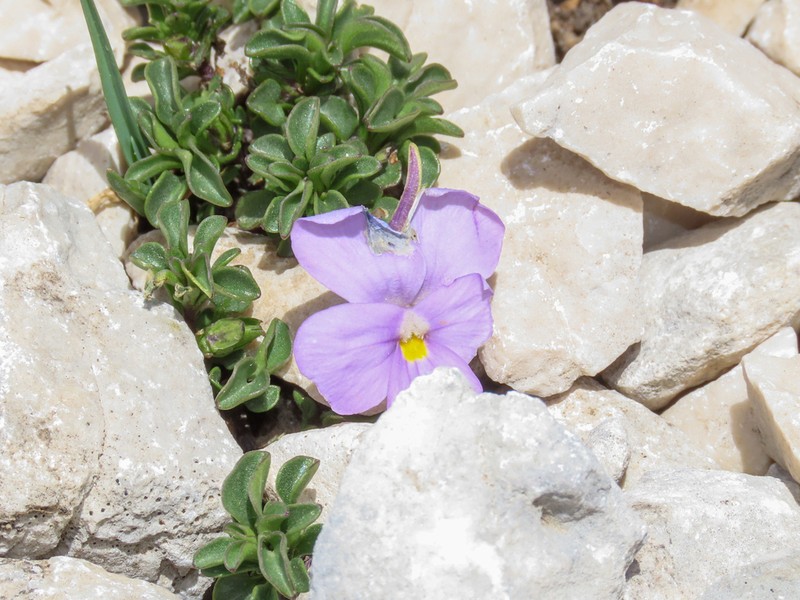 Viola magellensis photo 8