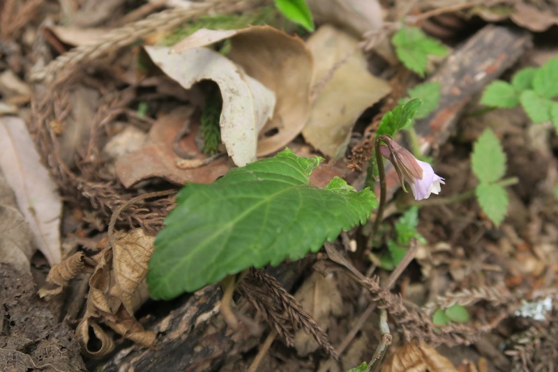Viola magnifica