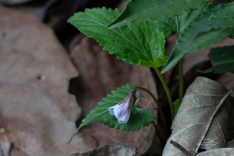 Viola magnifica photo 4