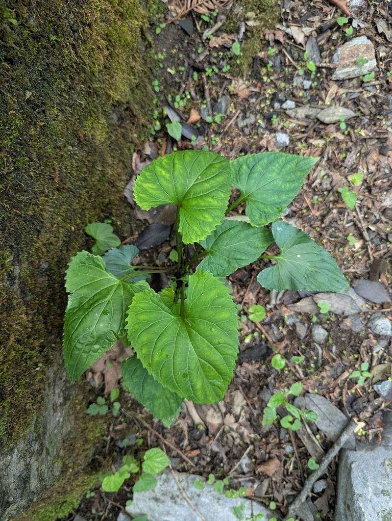 Viola magnifica photo 6