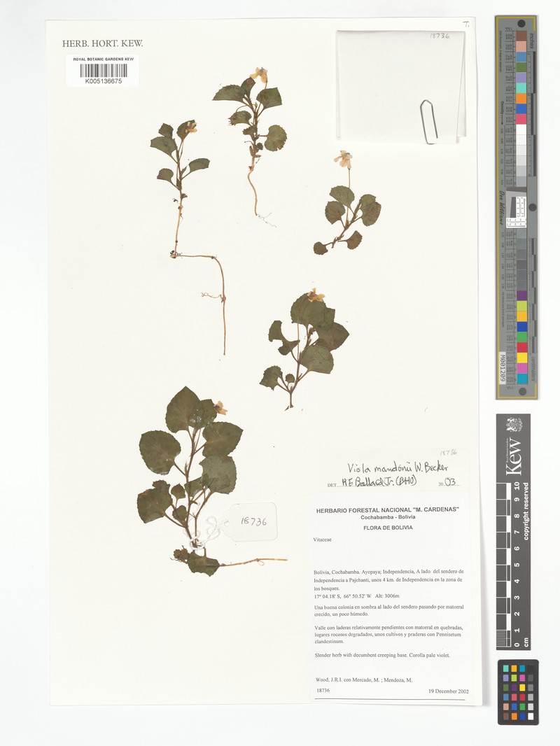 Viola mandonii