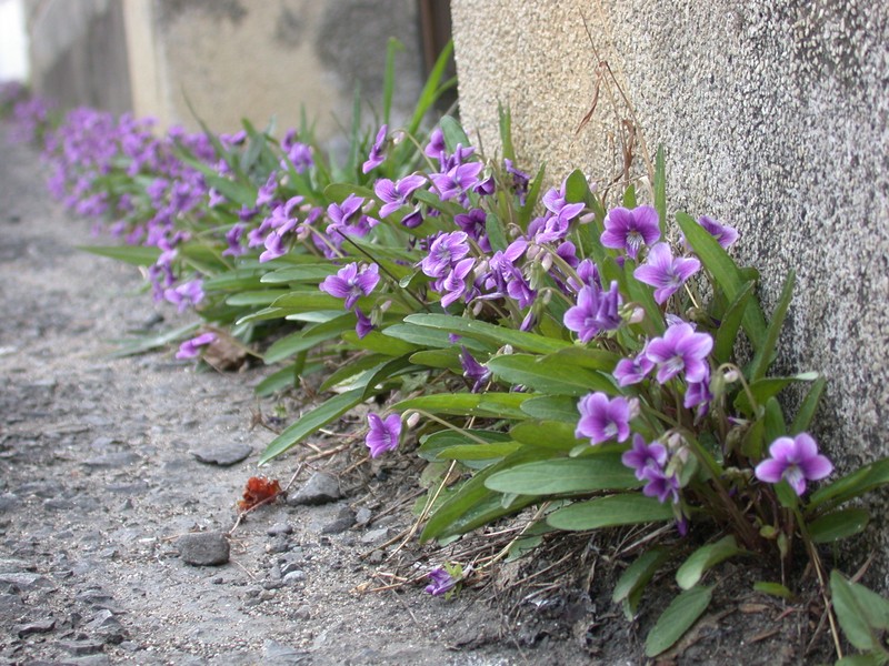 Viola mandshurica photo 2