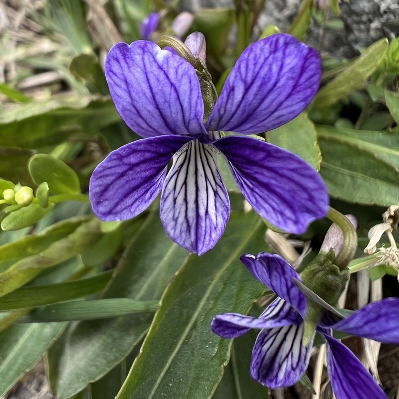 Viola mandshurica photo 3