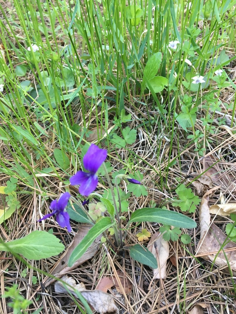Viola mandshurica photo 4