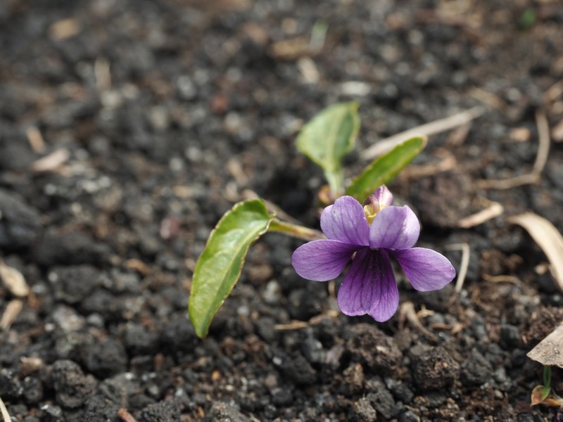 Viola mandshurica photo 6