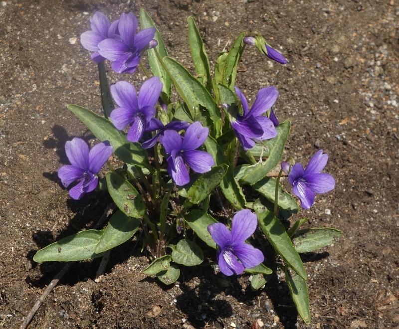 Viola mandshurica photo 7