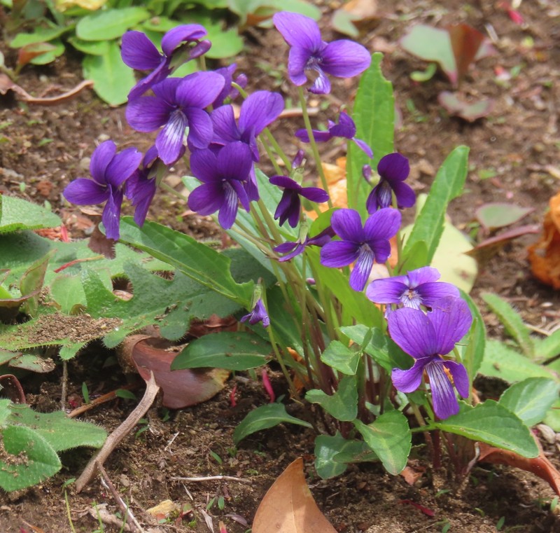 Viola mandshurica var. mandshurica
