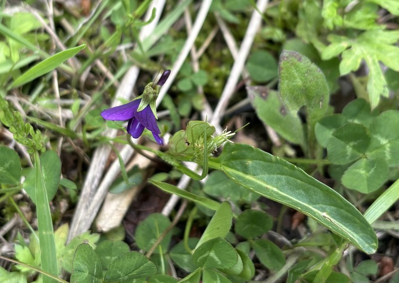Viola mandshurica var. mandshurica photo 2