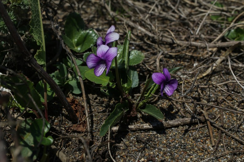 Viola mandshurica var. mandshurica photo 3