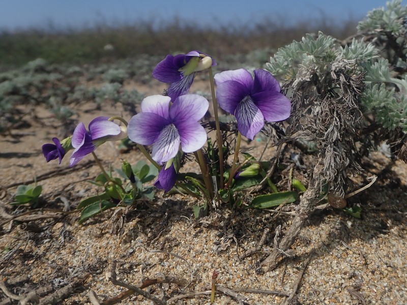 Viola mandshurica var. mandshurica photo 4
