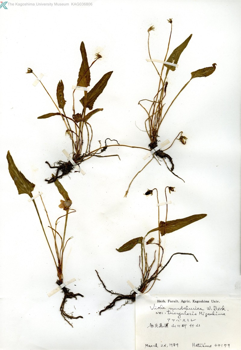 Viola mandshurica var. triangularis
