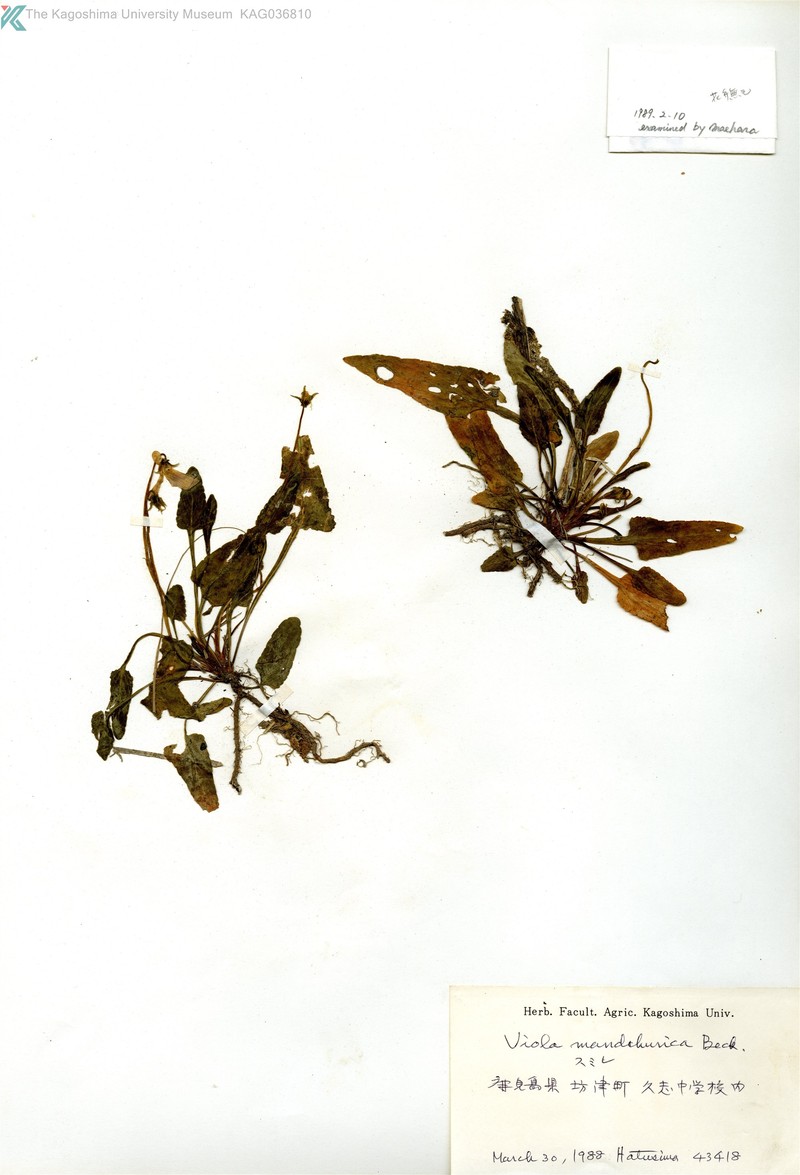 Viola mandshurica var. triangularis photo 2