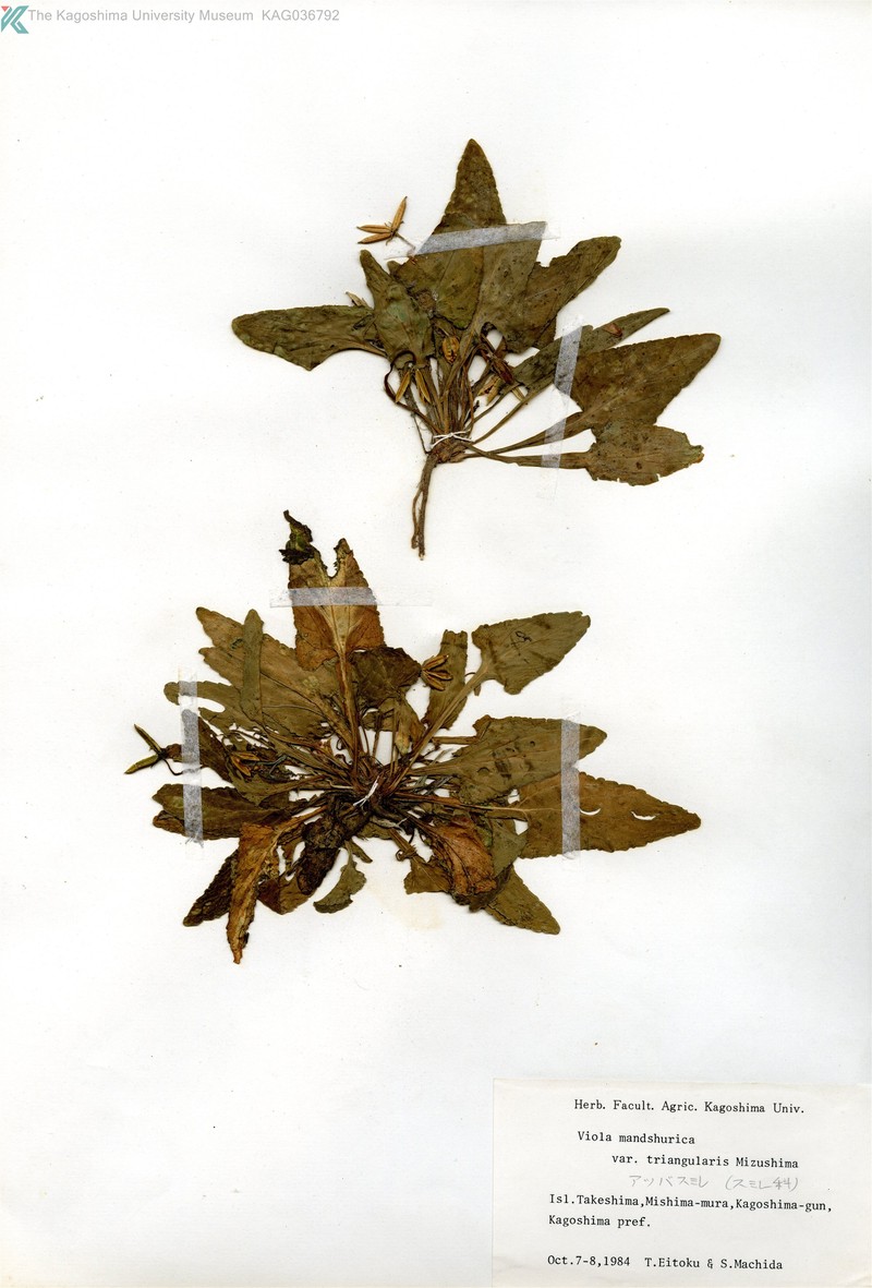 Viola mandshurica var. triangularis photo 3