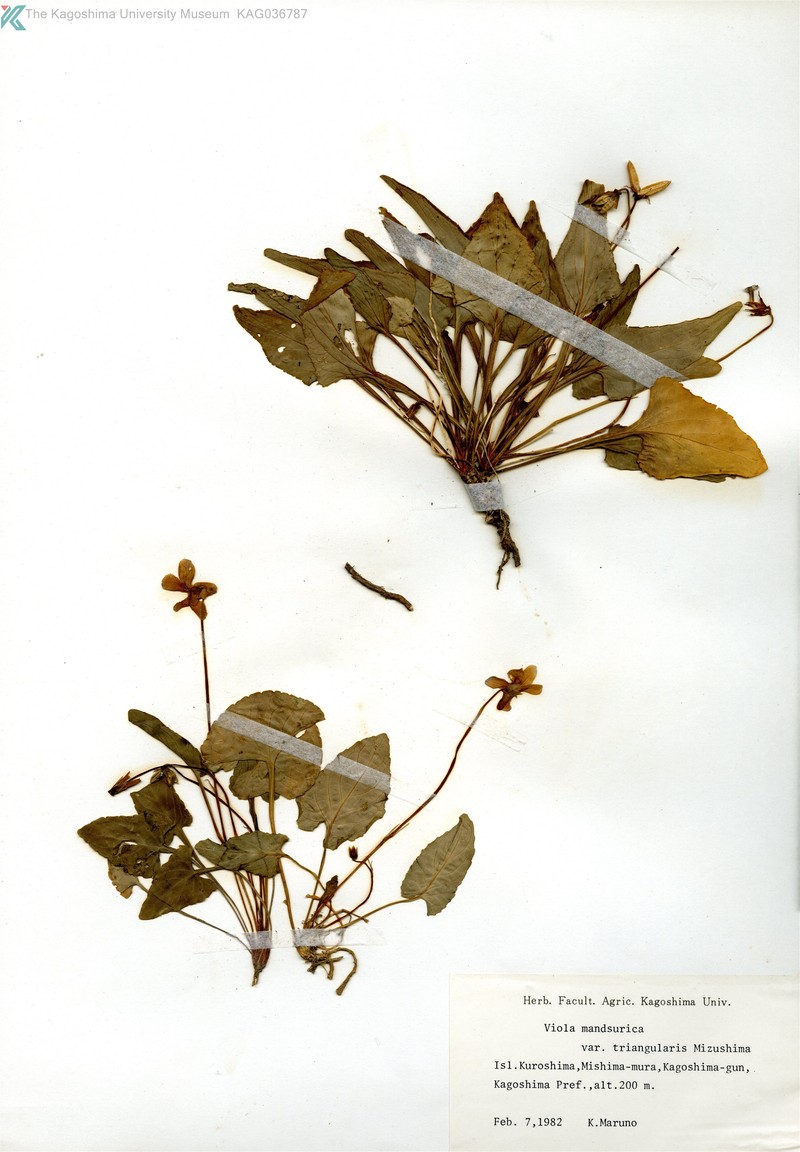 Viola mandshurica var. triangularis photo 4