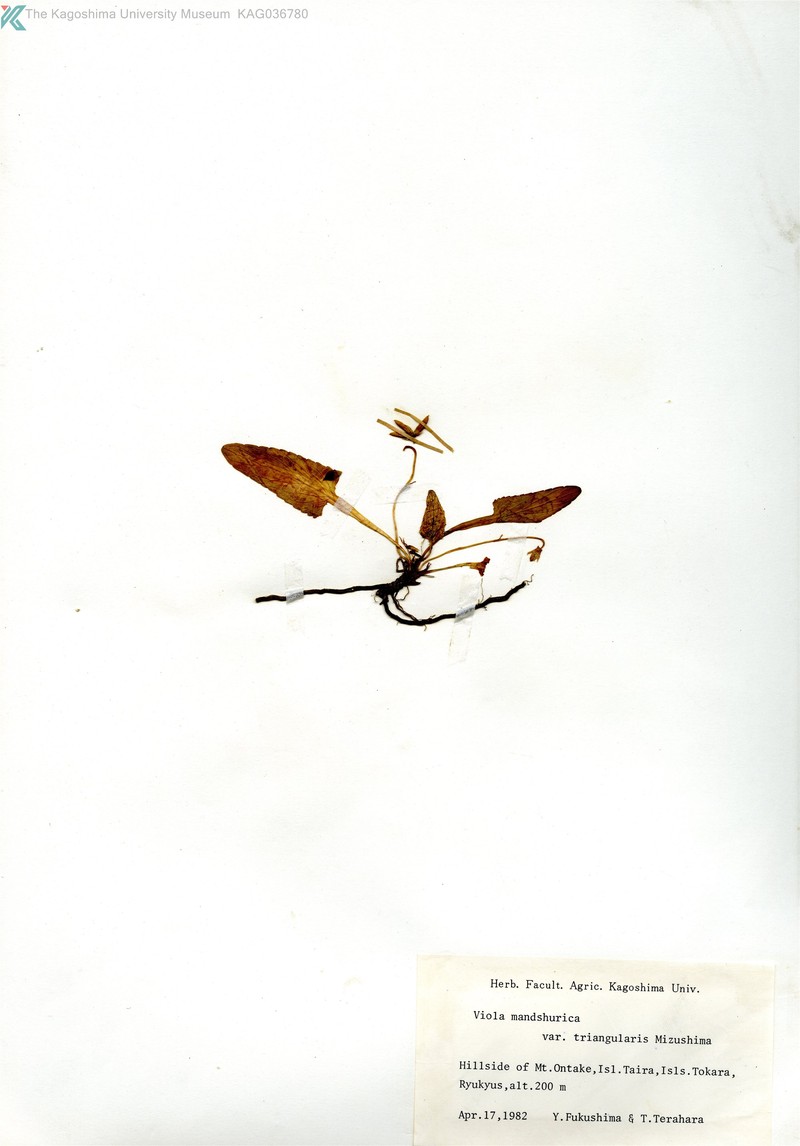 Viola mandshurica var. triangularis photo 6