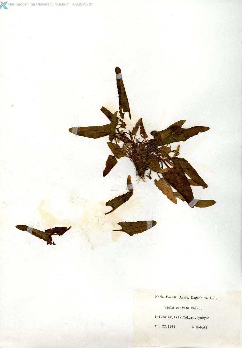 Viola mandshurica var. triangularis photo 8