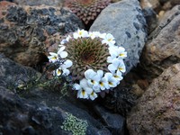 Viola marcelaferreyrae