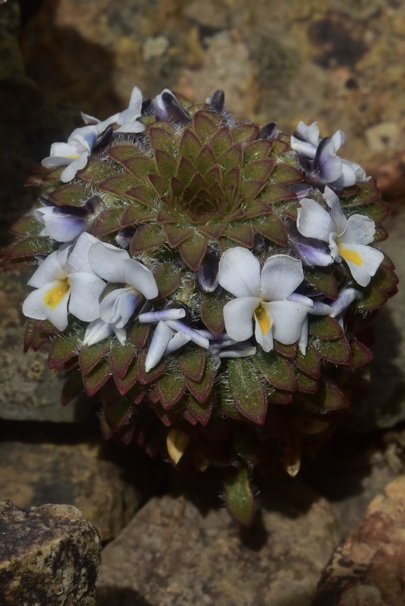 Viola marcelaferreyrae photo 3