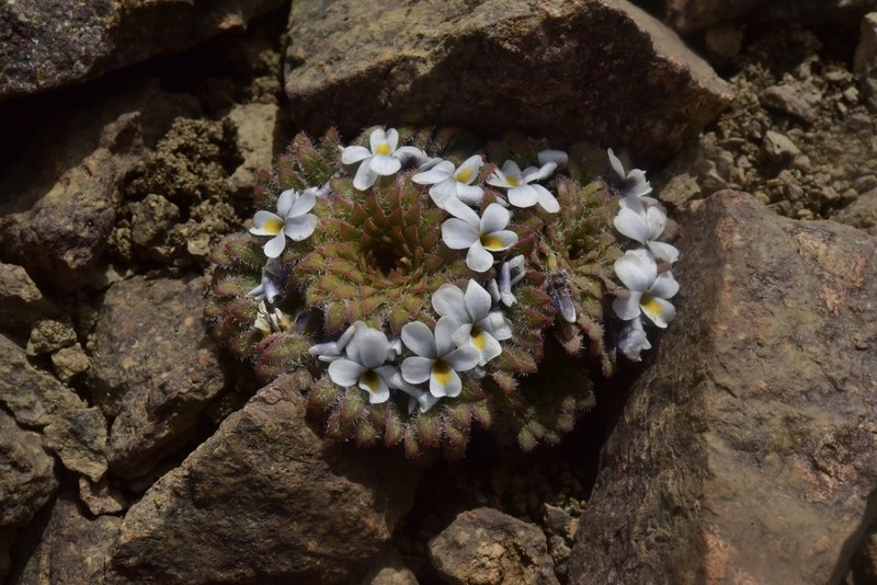 Viola marcelaferreyrae photo 5