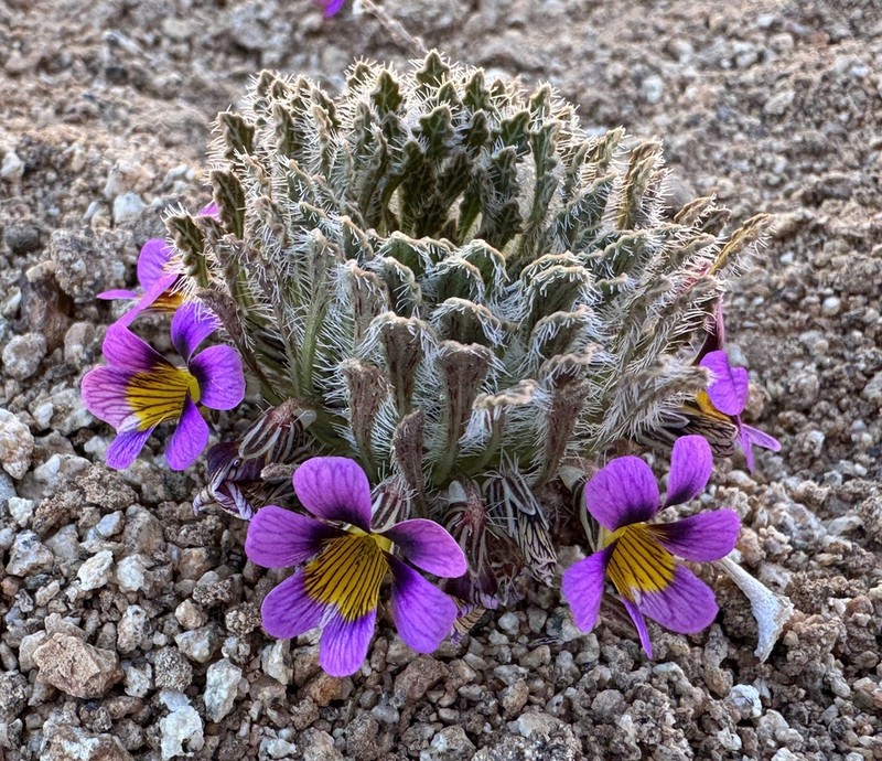 Viola marcelorosasii