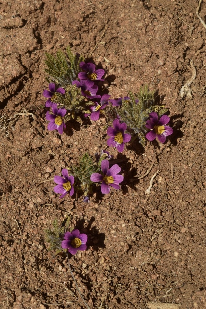 Viola marcelorosasii photo 2