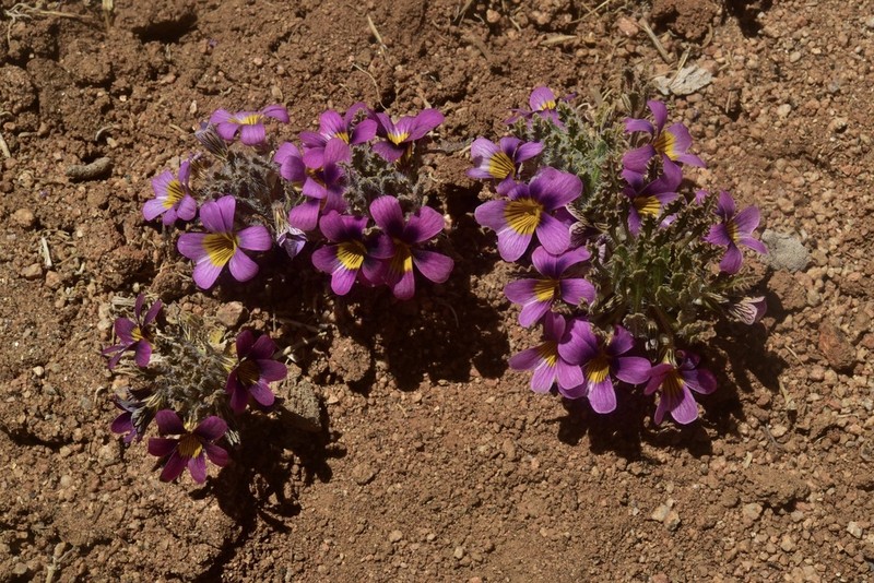 Viola marcelorosasii photo 3