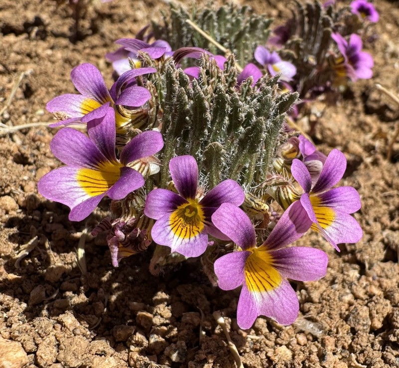 Viola marcelorosasii photo 4