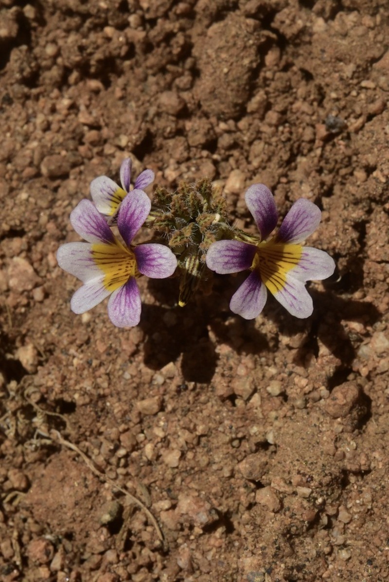 Viola marcelorosasii photo 5