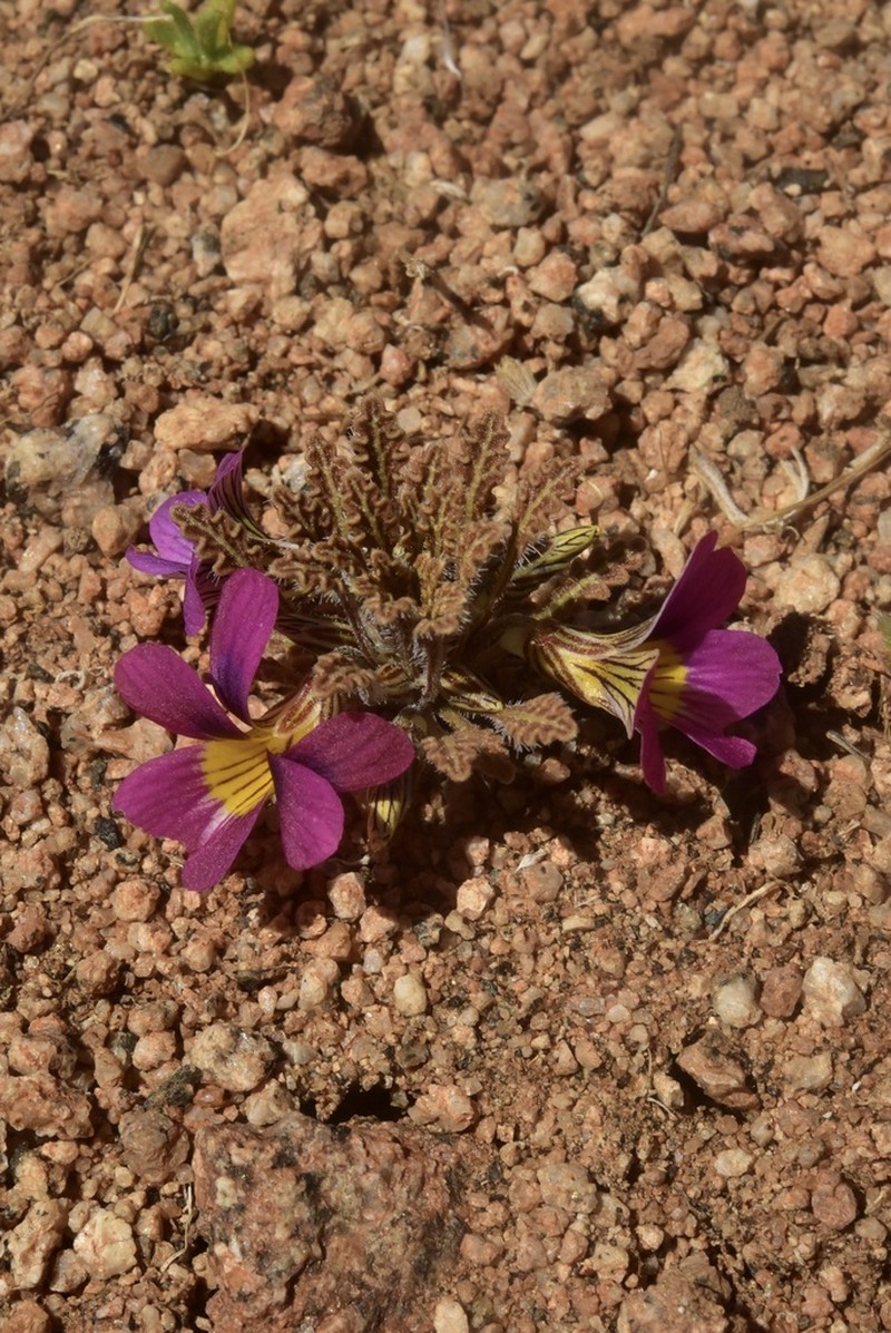 Viola marcelorosasii photo 6