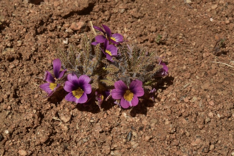 Viola marcelorosasii photo 7