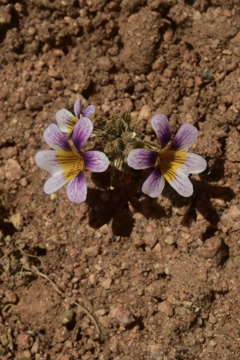 Viola marcelorosasii photo 8