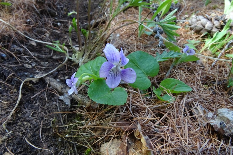 Viola mauritii