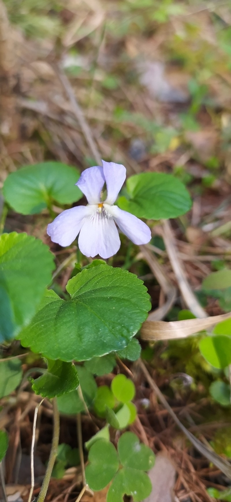 Viola mauritii photo 2