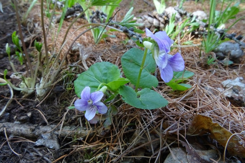 Viola mauritii photo 3