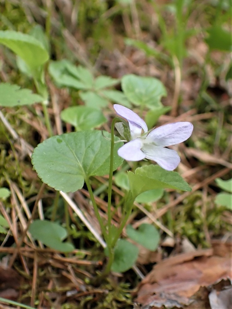 Viola mauritii photo 4