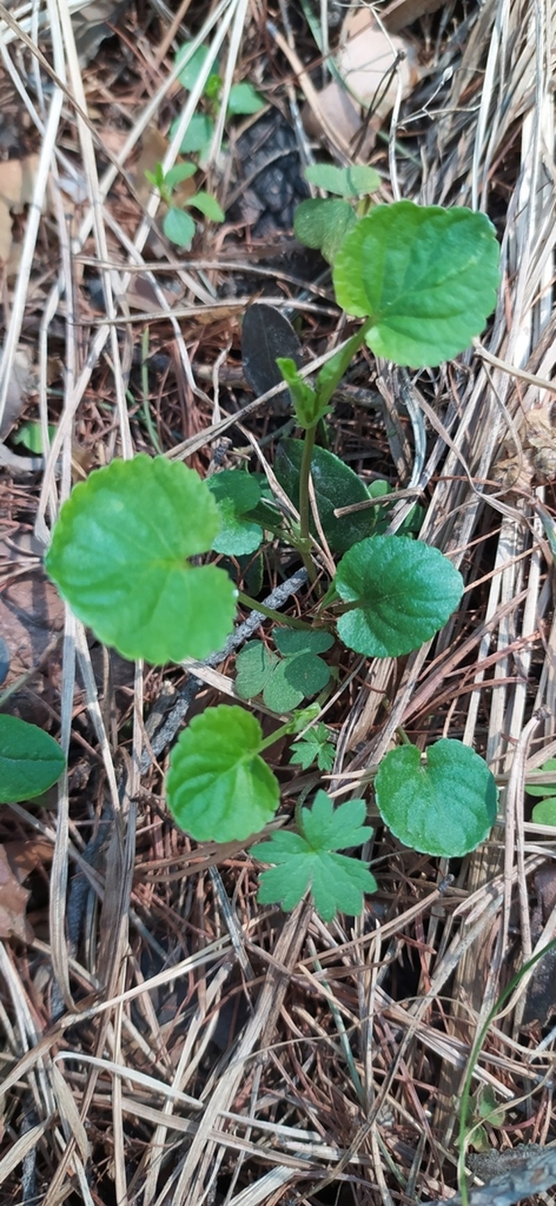 Viola mauritii photo 5
