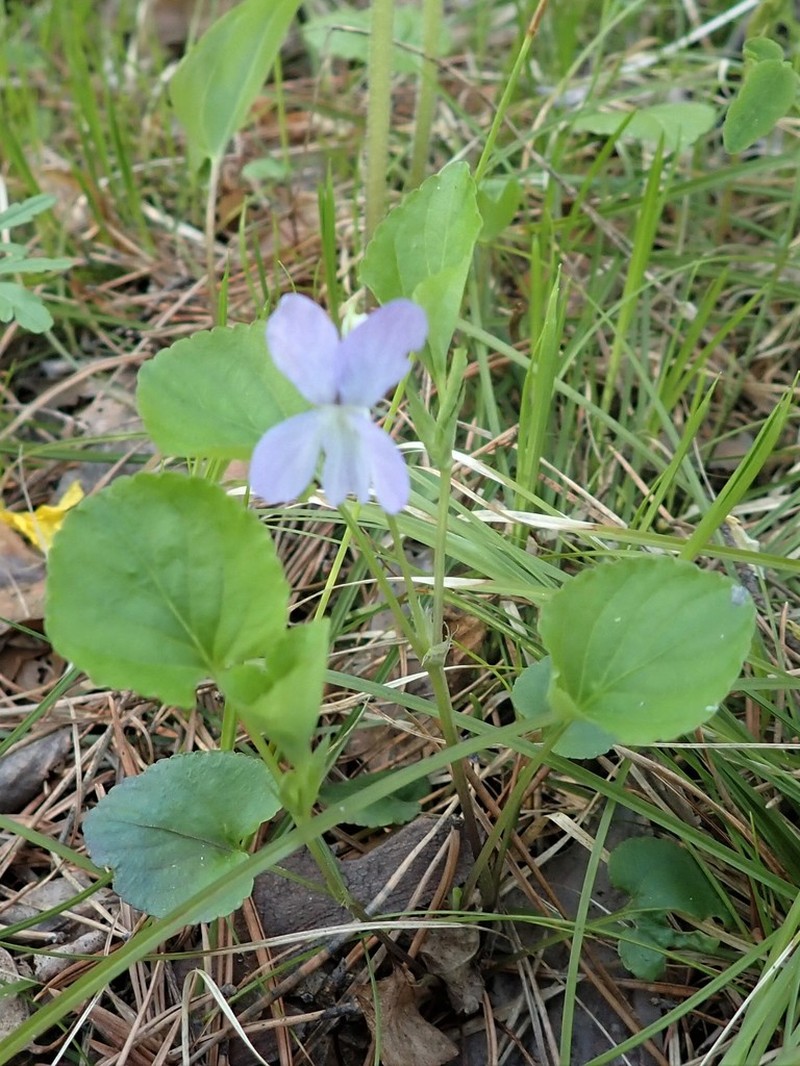 Viola mauritii photo 6