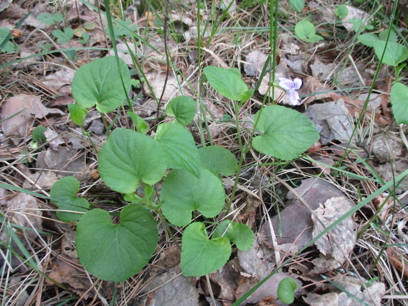Viola mauritii photo 7