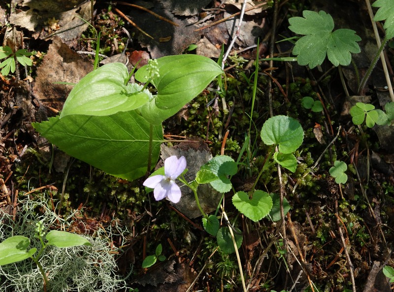 Viola mauritii photo 8