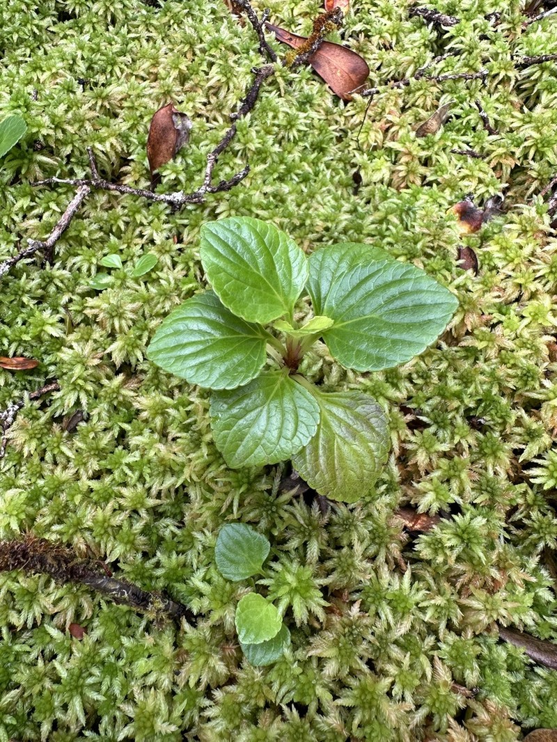 Hawai'I Bog Violet photo 2