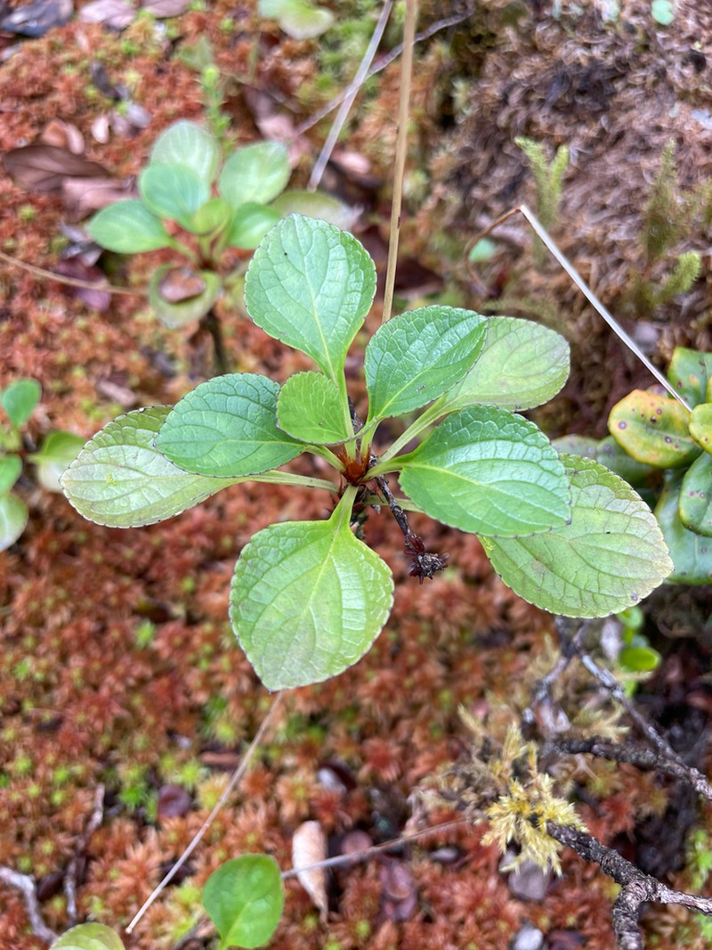 Hawai'I Bog Violet photo 3