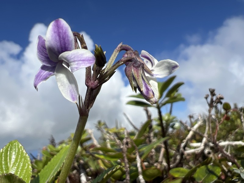 Hawai'I Bog Violet photo 4