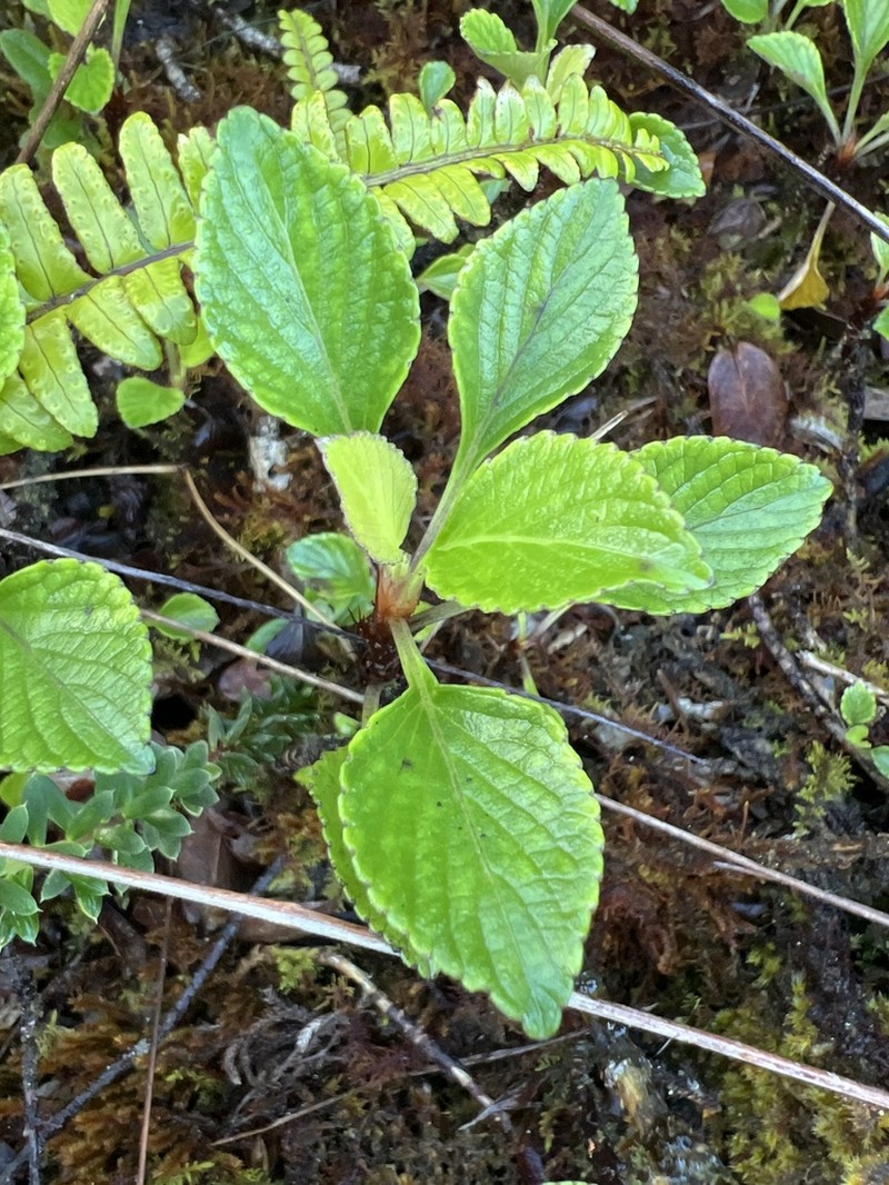 Hawai'I Bog Violet photo 5