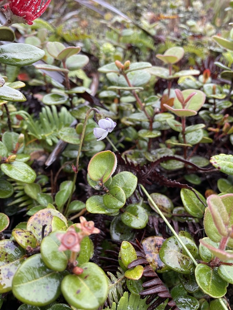 Hawai'I Bog Violet photo 6