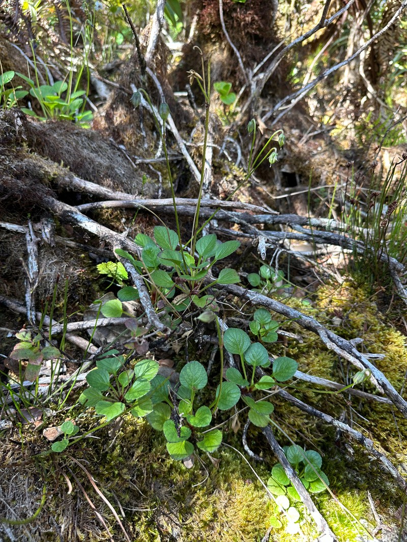 Hawai'I Bog Violet photo 7