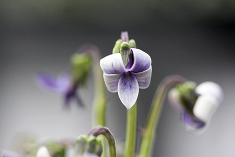 Hawai'I Bog Violet photo 6